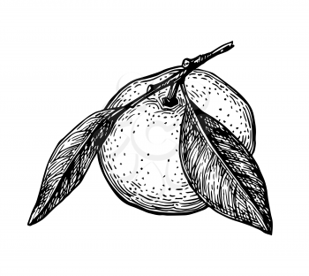 Ink sketch of mandarin orange with leaves. Isolated on white background. Hand drawn vector illustration. Retro style.