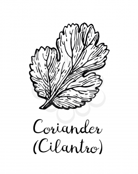 Coriander, also known as cilantro or Chinese parsley. Ink sketch isolated on white background. Hand drawn vector illustration. Retro style.