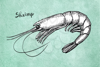 Shrimp ink sketch on old paper. Watercolor background. Hand drawn vector illustration. Retro style.
