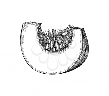 Ink sketch of pumpkin piece isolated on white background. Hand drawn vector illustration. Retro style.