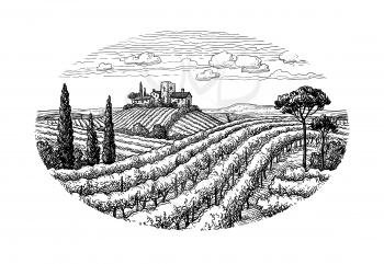 Hand drawn vineyard landscape. Ink sketch isolated on white background. Vintage style vector illustration.