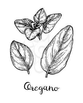 Oregano set. Ink sketch isolated on white background. Hand drawn vector illustration. Retro style.
