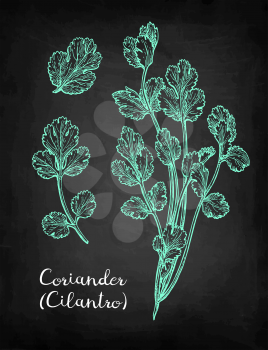 Coriander, also known as cilantro or Chinese parsley. Chalk sketch on blackboard background. Hand drawn vector illustration. Retro style.