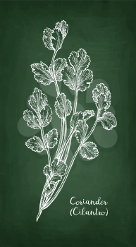 Coriander, also known as cilantro or Chinese parsley. Chalk sketch on blackboard background. Hand drawn vector illustration. Retro style.