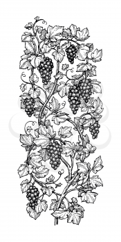 Hand drawn vector illustration of vertical grape vine. Ink sketch isolated on white background.