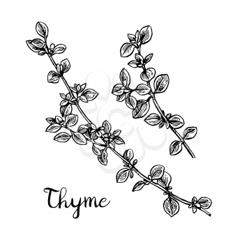 Thyme ink sketch. Isolated on white background. Hand drawn vector illustration. Retro style.