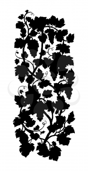 Vertical grape vine silhouette. Hand drawn vector illustration. Isolated on white background.