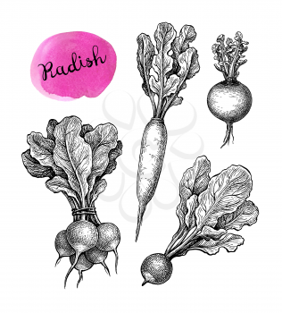 Radish. Ink sketch collection isolated on white background. Vegetables set. Hand drawn vector illustration. Retro style.