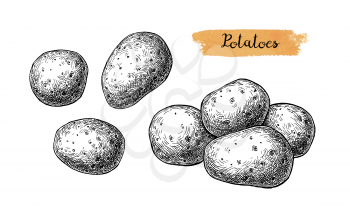 Ink sketch of potatoes. Isolated on white background. Hand drawn vector illustration. Retro style.