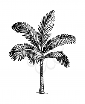 Ink sketch of palm tree. Isolated on white background. Hand drawn vector illustration. Retro style.