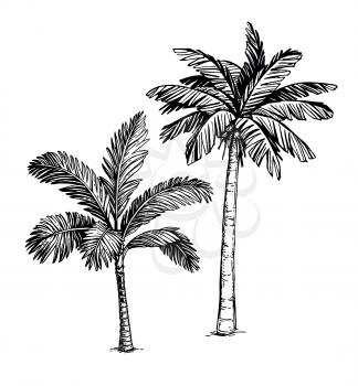 Ink sketch of palm trees. Isolated on white background. Hand drawn vector illustration. Retro style.