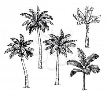 Collection of palm trees. Ink sketch isolated on white background. Hand drawn vector illustration. Retro style set.