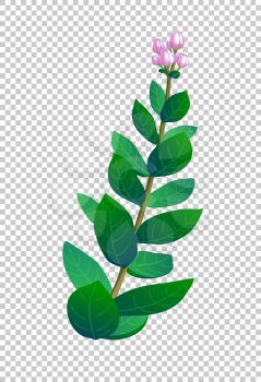 Vector illustration of indian tropical plant with buds.