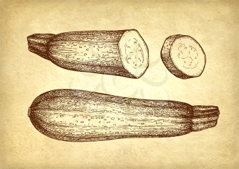 Zucchini. Ink sketch on old paper background. Hand drawn vector illustration. Retro style.