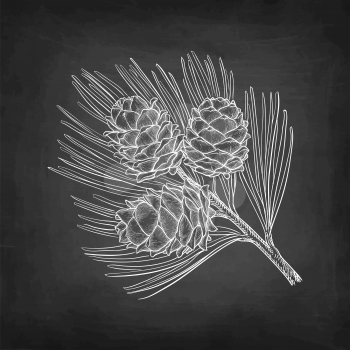 Chalk sketch of pine nut on blackboard background. Hand drawn vector illustration. Retro style. 