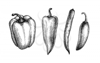 Long, bell and chili peppers. Ink sketch collection isolated on white background. Hand drawn vector illustration. Retro style.