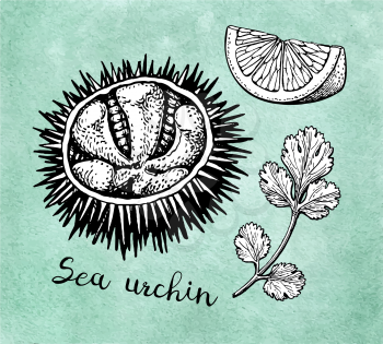 Sea urchin with lemon and cilantro. Ink sketch of seafood. Hand drawn vector illustration on old paper background. Retro style.