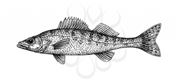 Walleye or yellow pike. Freshwater fish. Ink sketch isolated on white background. Hand drawn vector illustration. Retro style.