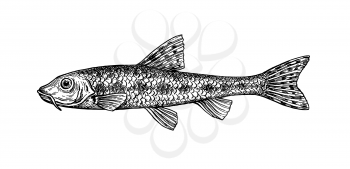 Gobio gobio. Small freshwater fish. Ink sketch isolated on white background. Hand drawn vector illustration. Retro style.