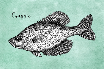 Crappie. Freshwater fish. Ink sketch on old paper background. Hand drawn vector illustration. Retro style.