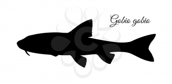 Gobio gobio. Small freshwater fish. Silhouette isolated on white background.