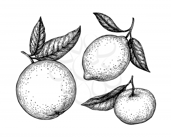 Orange, lemon and tangerine with leaves. Citrus fruit set. Ink sketches isolated on white background. Hand drawn vector illustration. Retro style.