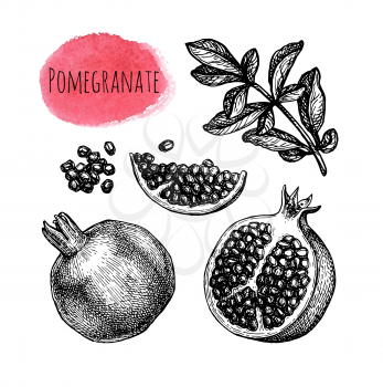 Pomegranate set. Fruits, seeds and branch. Ink sketch isolated on white background. Hand drawn vector illustration. Retro style.