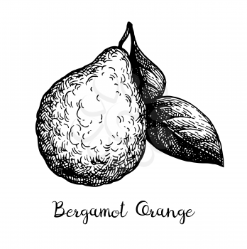 Bergamot orange with leaf. Ink sketch isolated on white background. Hand drawn vector illustration. Retro style.
