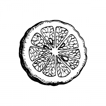 Slice of bergamot orange. Ink sketch isolated on white background. Hand drawn vector illustration. Retro style.