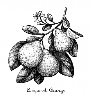 Bergamot orange branch with fruits and flower. Ink sketch isolated on white background. Hand drawn vector illustration. Retro style.