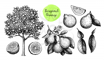 Bergamot orange big set. Tree, fruits and branch. Ink sketch isolated on white background. Hand drawn vector illustration. Retro style.