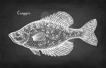 Crappie. Freshwater fish. Chalk sketch on blackboard background. Hand drawn vector illustration. Retro style.