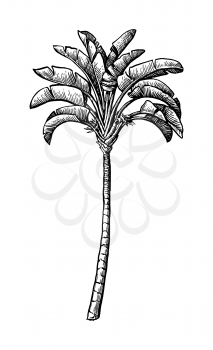 Ravenala. Hand drawn vector illustration of travellers tree. Ink sketch isolated on white background. Retro style.