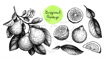 Bergamot orange. Branch, fruits and leaves. Ink sketch set isolated on white background. Hand drawn vector illustration. Retro style.