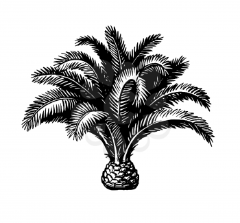 Hand drawn vector illustration of pygmy date palm. Ink sketch isolated on white background. Retro style.