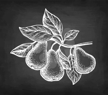 Pear branch. Chalk sketch on blackboard background. Hand drawn vector illustration. Retro style.