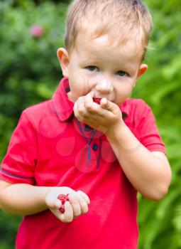 Little boy eating raspberry outdoors