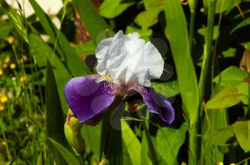 Romantic fresh young Bud tender Iris purple for loved women