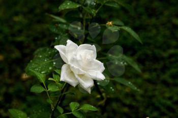 Romantic fresh young Bud tender white rose for loved women