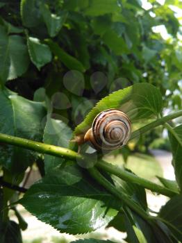 Snail on green branches of tree. Edible grape snails in their natural environment.