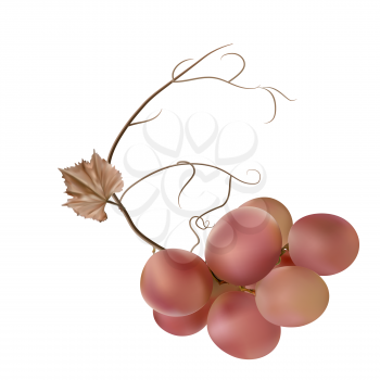 Fresh bunch of grapes pink purple on white background