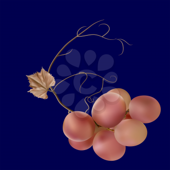 Fresh bunch of grapes pink purple on blue background