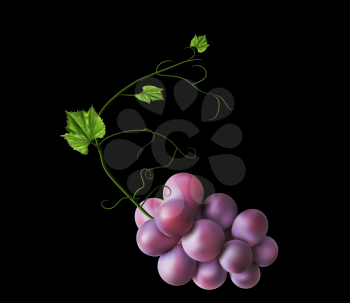 Fresh bunch of grapes purple on black background