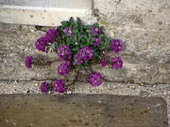 Home various flowers in pots. Design Italian courtyards around the house.