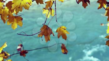 Tree branch with yellow autumn leaves over flowing water.