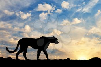 Silhouette of cheetah against the evening sky
