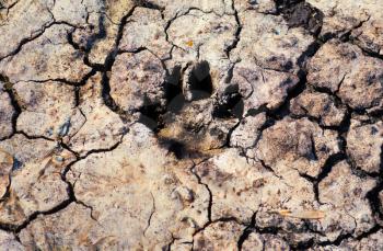 Traces of animal paws in the dried mud in the cracks close up