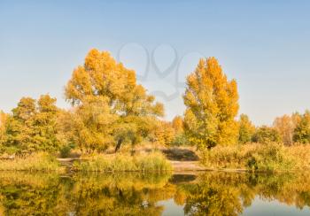Autumn. Golden autumn forest near a calm river