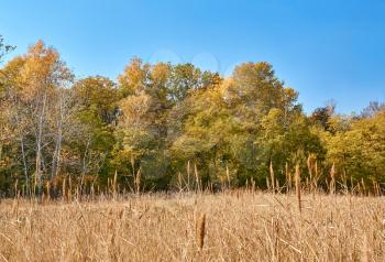 Autumn season. Autumn forest and dry river bulrush