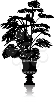 Silhouette of a big monstera in an elegant flowerpot.